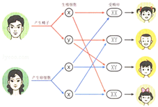 生男生女|碱性体质易生男可信吗 碱性环境真能筛选出Y精子吗