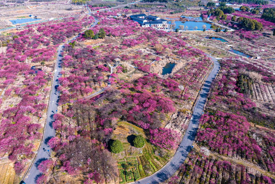 溧水梅花山简介图片