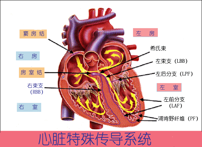心电图自动分析有哪些心电图识分析六步走_https://www.jmylbn.com_新闻资讯_第5张