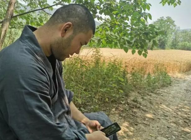 少林寺收麦啦 产量有望达到十二万斤 农视网 微信公众号文章阅读 Wemp