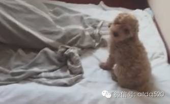 你们家的泰迪是否都开启了强力闹钟模式