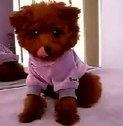 训练小泰迪，简直被萌翻