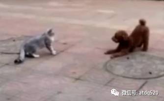 猫咪大战泰迪，泰迪疯狂走位，笑翻了!