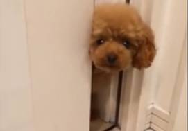 黏人的小泰迪，一会儿看不到主人就跑到浴室去“偷窥”！