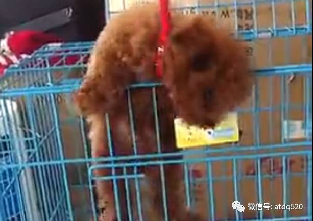 小泰迪有一颗追逐自由的心，越狱永不言弃