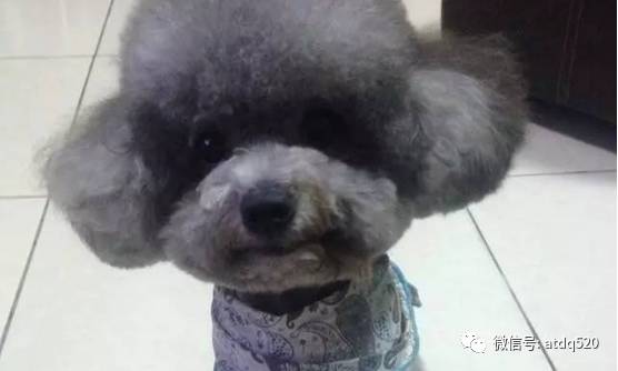 泰迪进化史!这小灰熊变成一个小帅哥了!