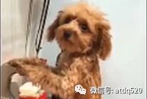 不爱洗澡的泰迪，站起来向主人进行无声的抗议，小眼神绝了！