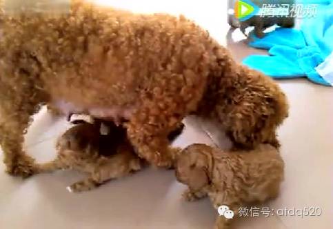 小泰迪开始学走路了 太萌了