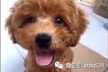 会笑的泰迪运气不会太坏，还会让人觉得很可爱