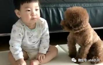 小主人打算拿东西给泰迪吃，可下一秒他就。。。