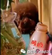 千万不要试图用酸奶去诱惑一只狗，泰迪整个都燃起了，真乃人间美味