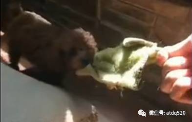 麻麻打扫卫生泰迪就开始调皮捣乱了！