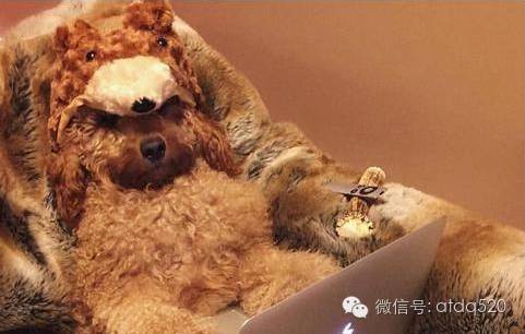 单身狗无聊呆在家，小泰迪的诠释太完美了！