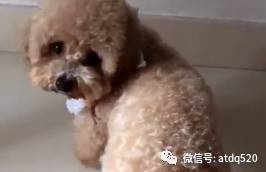 聪明得不像样子的泰迪，还被麻麻占便宜，哈哈~