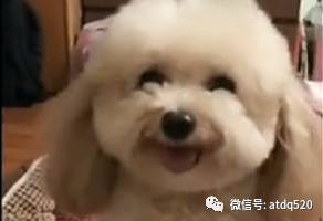 泰迪想上床睡觉，假装上不去，求麻麻抱抱，这表情萌翻了