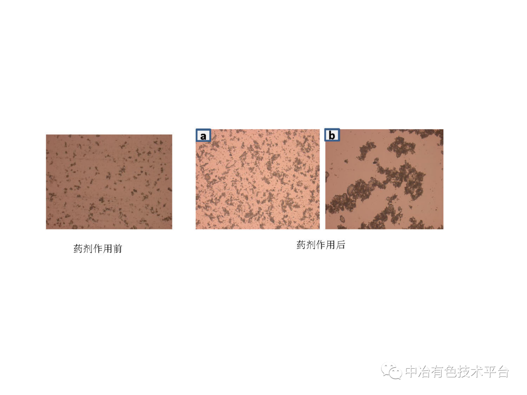 課堂 | 孫偉：金川銅鎳硫化礦降鎂藥劑探索的圖30