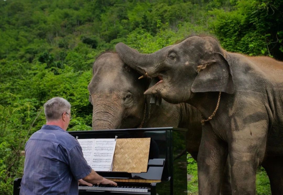 他为大象弹琴8年想用音乐为人类赎罪引来300万人围观