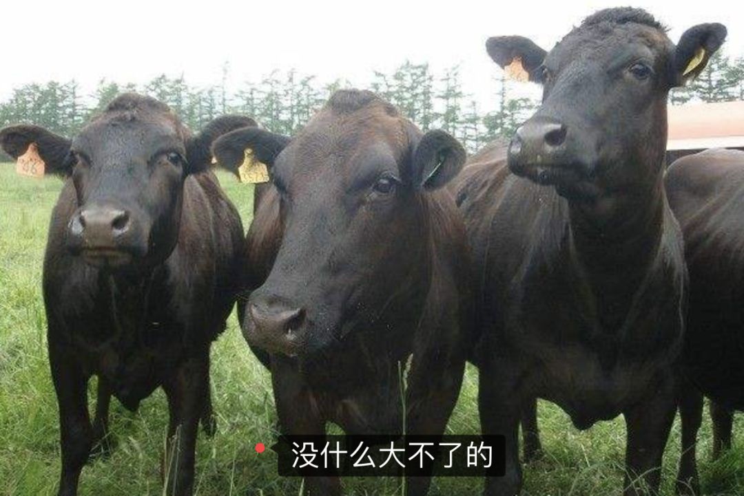 “我们发达国家不怕病毒”，西方专家吹完牛，暴增到600多例（组图） - 15