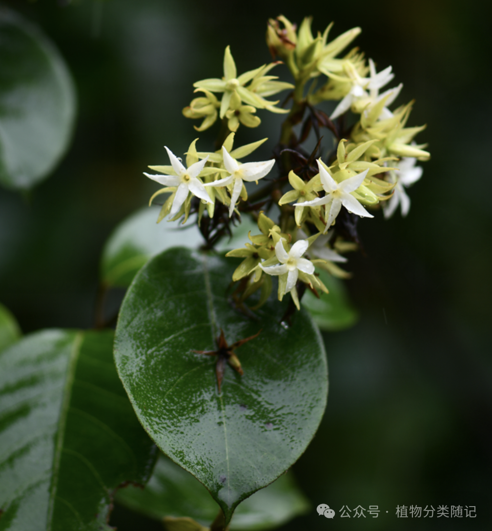 A close up of a plant with white flowers AI-generated content may be incorrect.