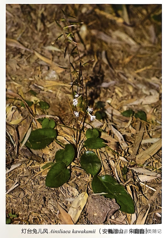 A plant growing out of the ground AI-generated content may be incorrect.