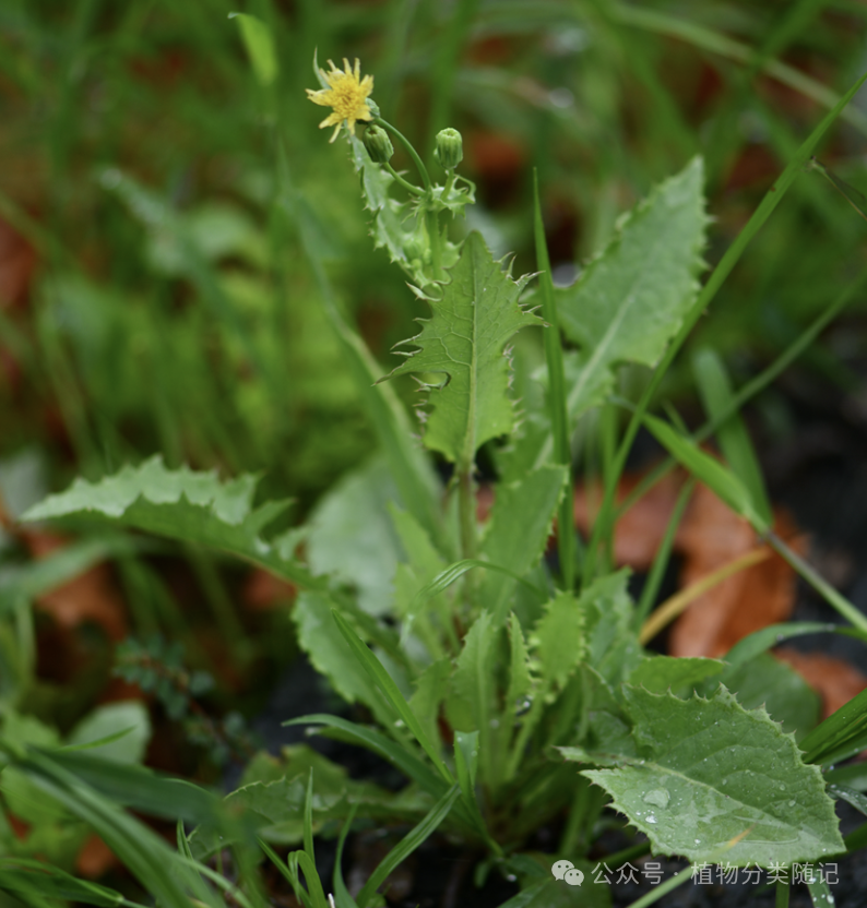 A close up of a plant AI-generated content may be incorrect.