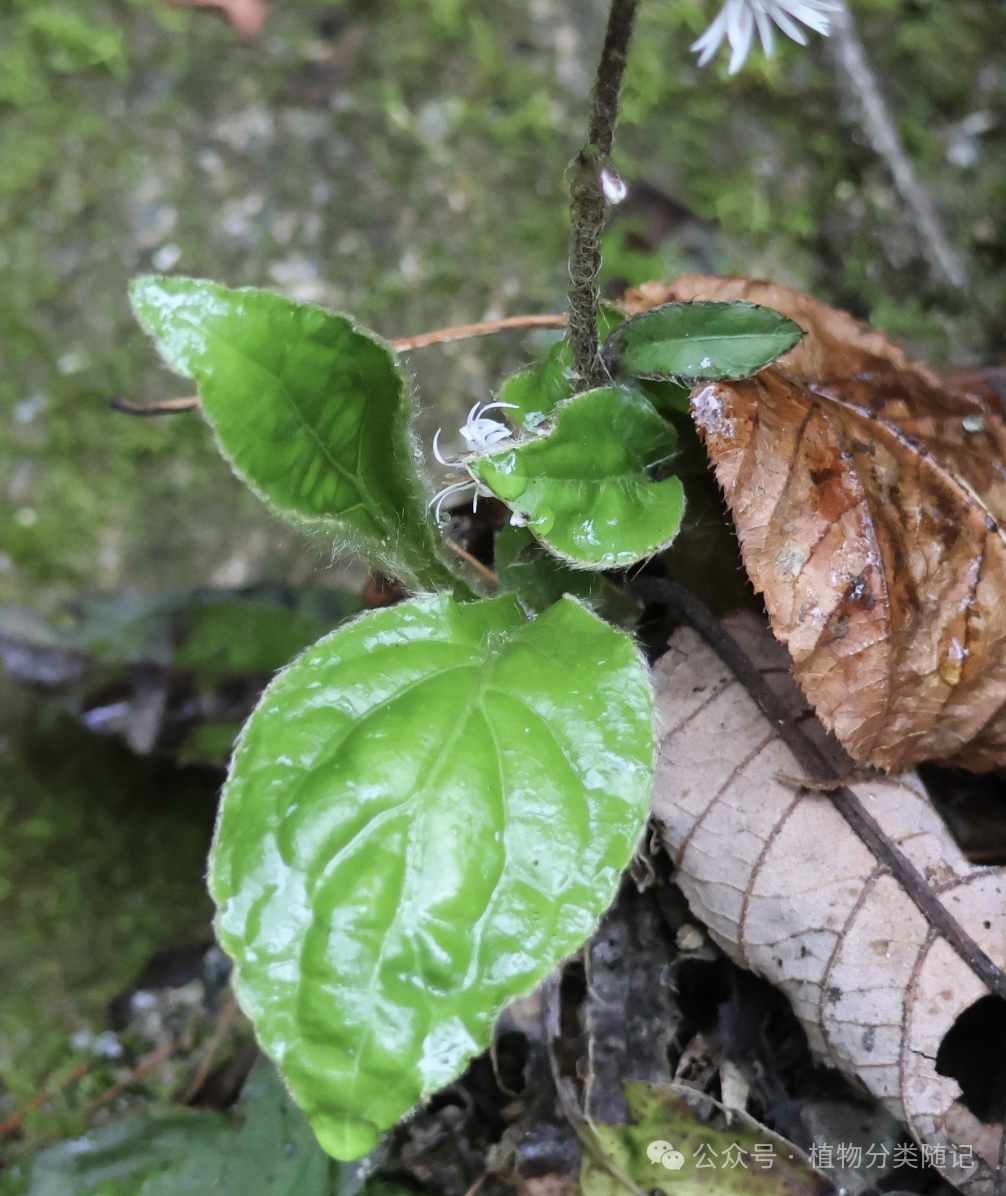 A close up of a plant AI-generated content may be incorrect.
