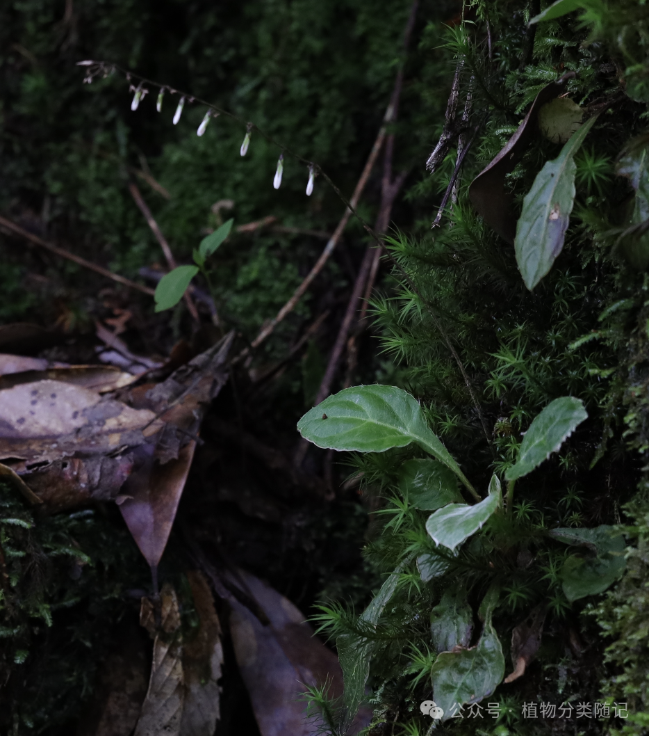 A close up of plants AI-generated content may be incorrect.