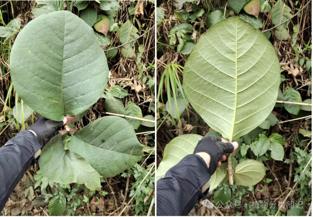 A person holding a leaf AI-generated content may be incorrect.