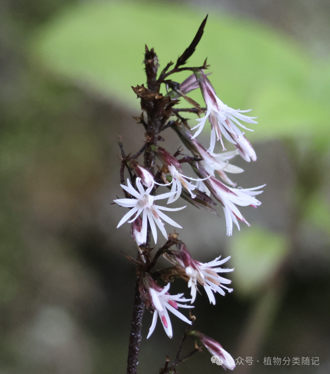 A close up of a flower AI-generated content may be incorrect.
