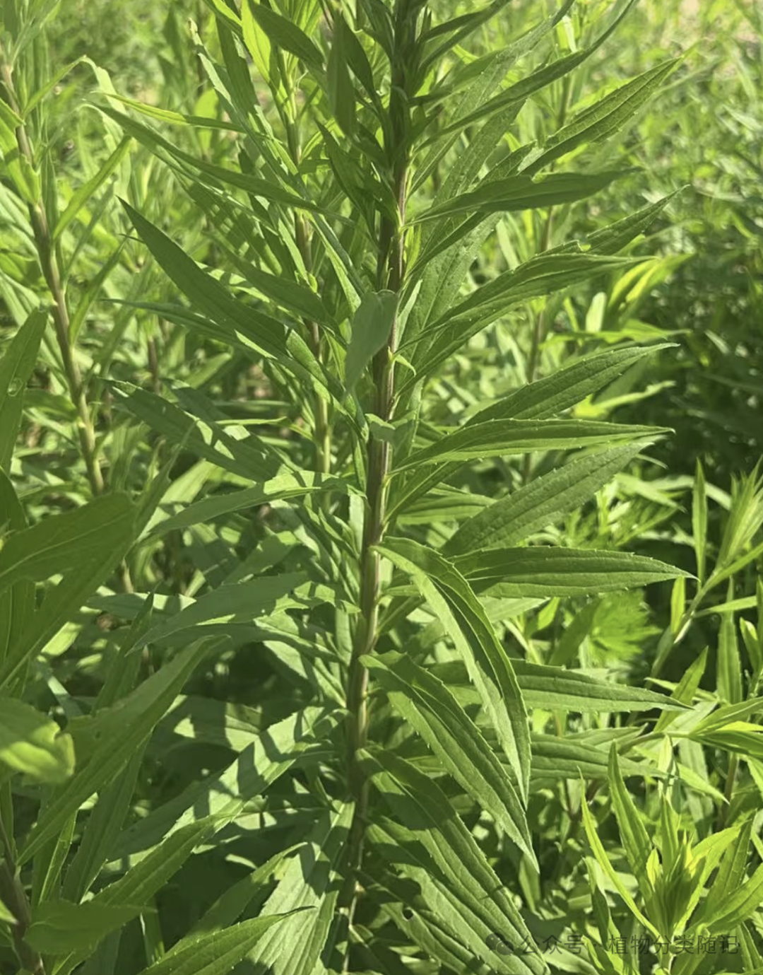 A close up of a plant AI-generated content may be incorrect.