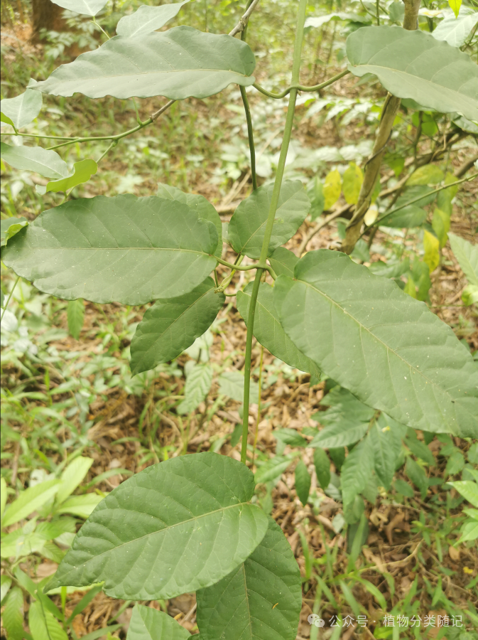 A close-up of a plant AI-generated content may be incorrect.