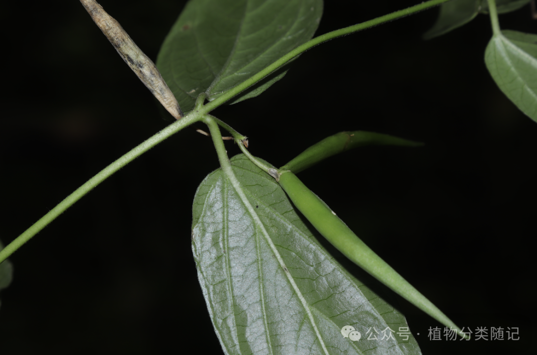 A close up of a leaf AI-generated content may be incorrect.