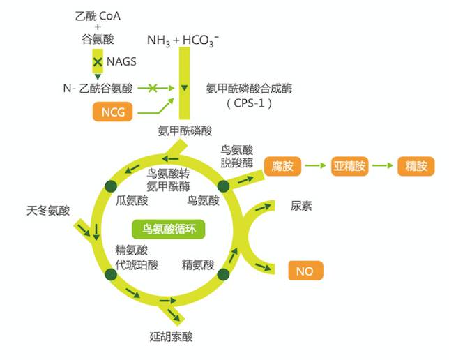 鸟氨酸循环图图片