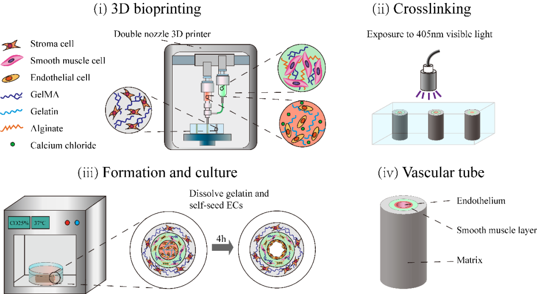明胶在血管怎么降解清华大学张婷副研究员团队：用于多层血管管道的明胶甲基丙烯酰-海藻酸盐双网络水凝胶的同轴嵌入式打印 ｜ AMF论文推荐_https://www.jmylbn.com_新闻资讯_第5张