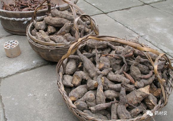 农村的野药材排行榜，最贵的竟卖300元一克！