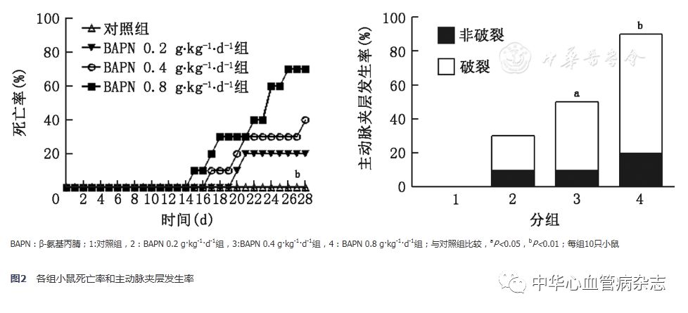 怎么使实验小鼠升血压【基础研究】β-氨基丙腈饮水建立小鼠主动脉夹层模型_https://www.jmylbn.com_新闻资讯_第4张