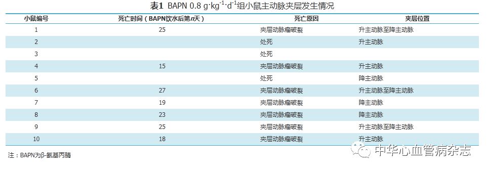 怎么使实验小鼠升血压【基础研究】β-氨基丙腈饮水建立小鼠主动脉夹层模型_https://www.jmylbn.com_新闻资讯_第3张