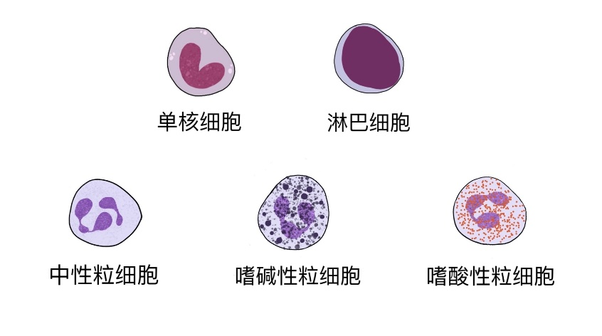 白细胞基本结构图图片