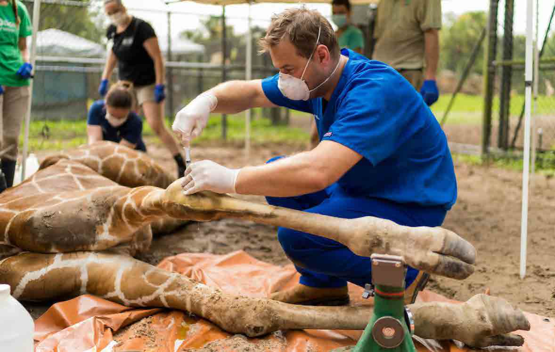 3D打印技术提升大型动物医疗救治水平的图1