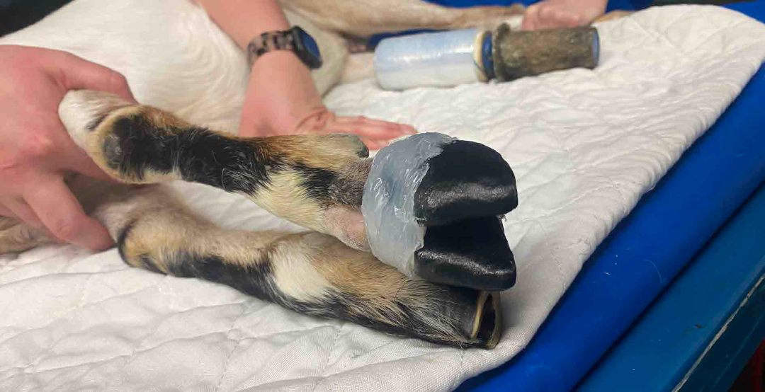 3D打印技术提升大型动物医疗救治水平的图15