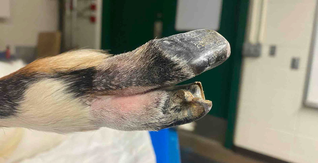 3D打印技术提升大型动物医疗救治水平的图14