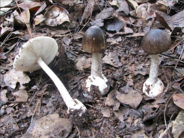 湖南省今年已有185人误食毒蘑菇中毒9人身亡