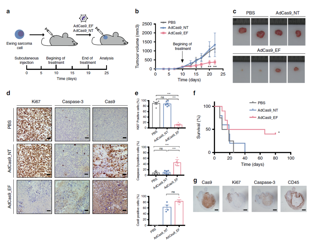 Natureӿ - ³ɹŵCRISPR/Cas9