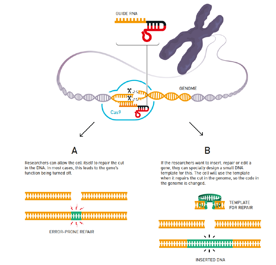 Natureӿ - ³ɹŵCRISPR/Cas9