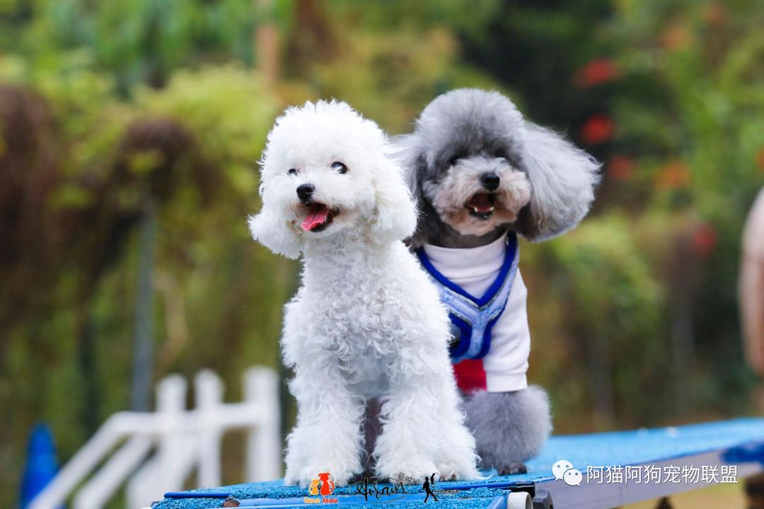 我在一旁看着你游戏互动环节宠物表演环节签到,领取小礼品颁奖环节