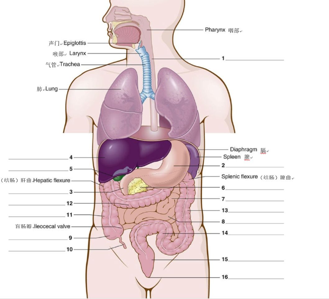 消化系统关键英语词汇 一文搞定 阿尔法医学英语 微信公众号文章阅读 Wemp