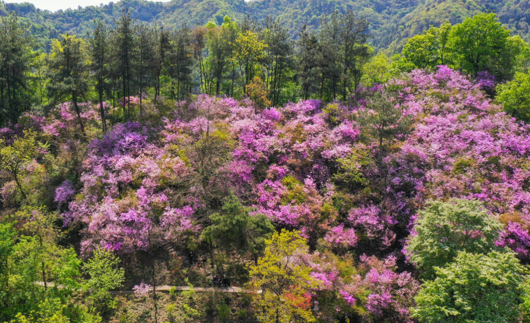 四月,不能错过湖北的那一片火红!
