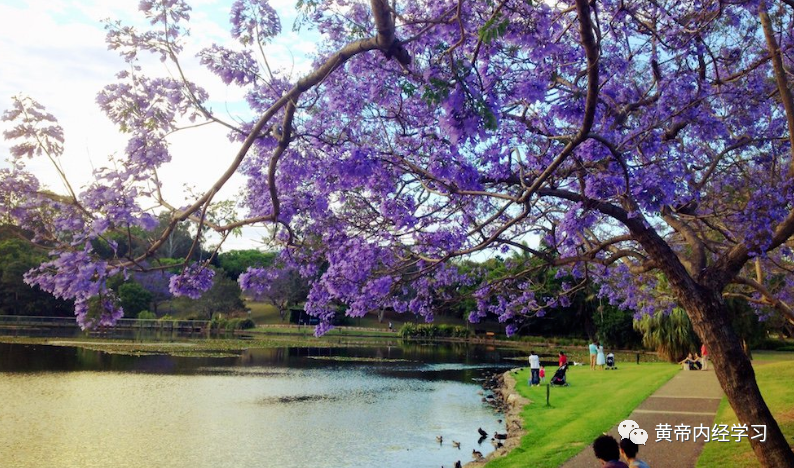 为什么心是钩脉用运气思维探索脉学临床应用_https://www.jmylbn.com_新闻资讯_第9张