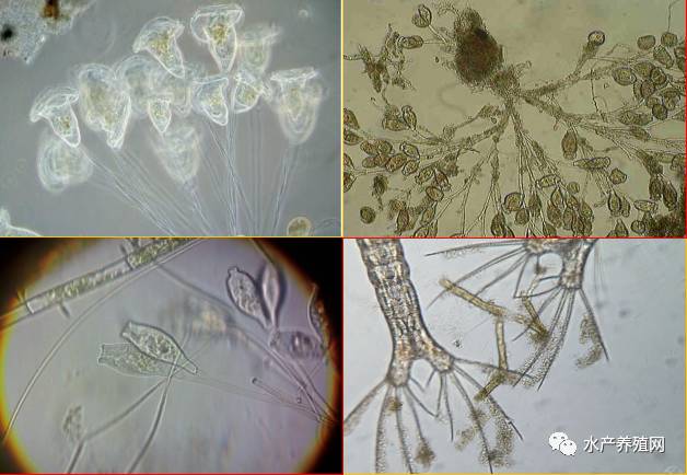 (图4-1-1)聚缩虫 左上,累枝虫 右上,钟形虫 左下,丝状菌 右下.