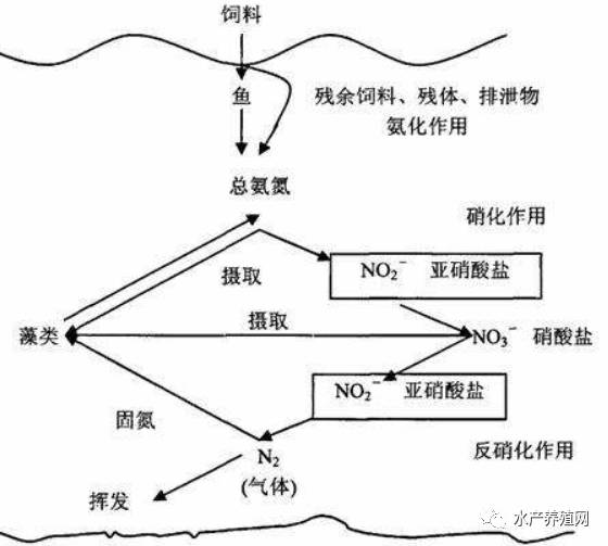 藻在氮循环中的作用